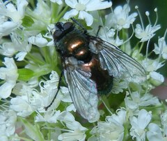 Gymnocheta viridis