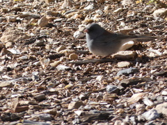 Junco hyemalis caniceps