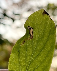 Aulagromyza