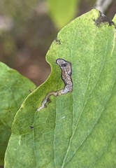 Aulagromyza