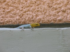 Lygodactylus picturatus