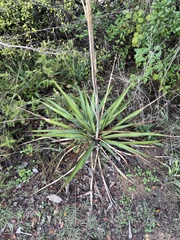 Yucca rupicola