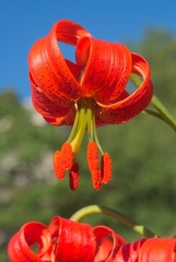 Lilium pomponium