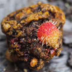 Boltenia villosa
