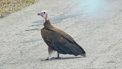 Necrosyrtes monachus
