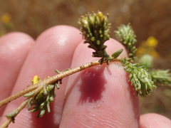 Holocarpha virgata virgata