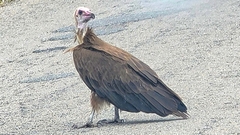 Necrosyrtes monachus