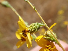 Holocarpha virgata virgata