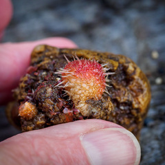 Boltenia villosa