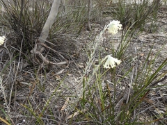 Pimelea octophylla