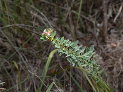 Lespedeza stuevei