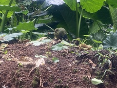 Treron calvus virescens