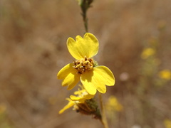 Holocarpha virgata virgata