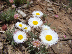 Erigeron modestus