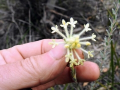 Pimelea octophylla