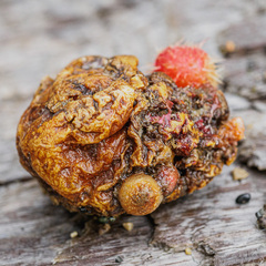 Boltenia villosa