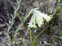 Pimelea octophylla