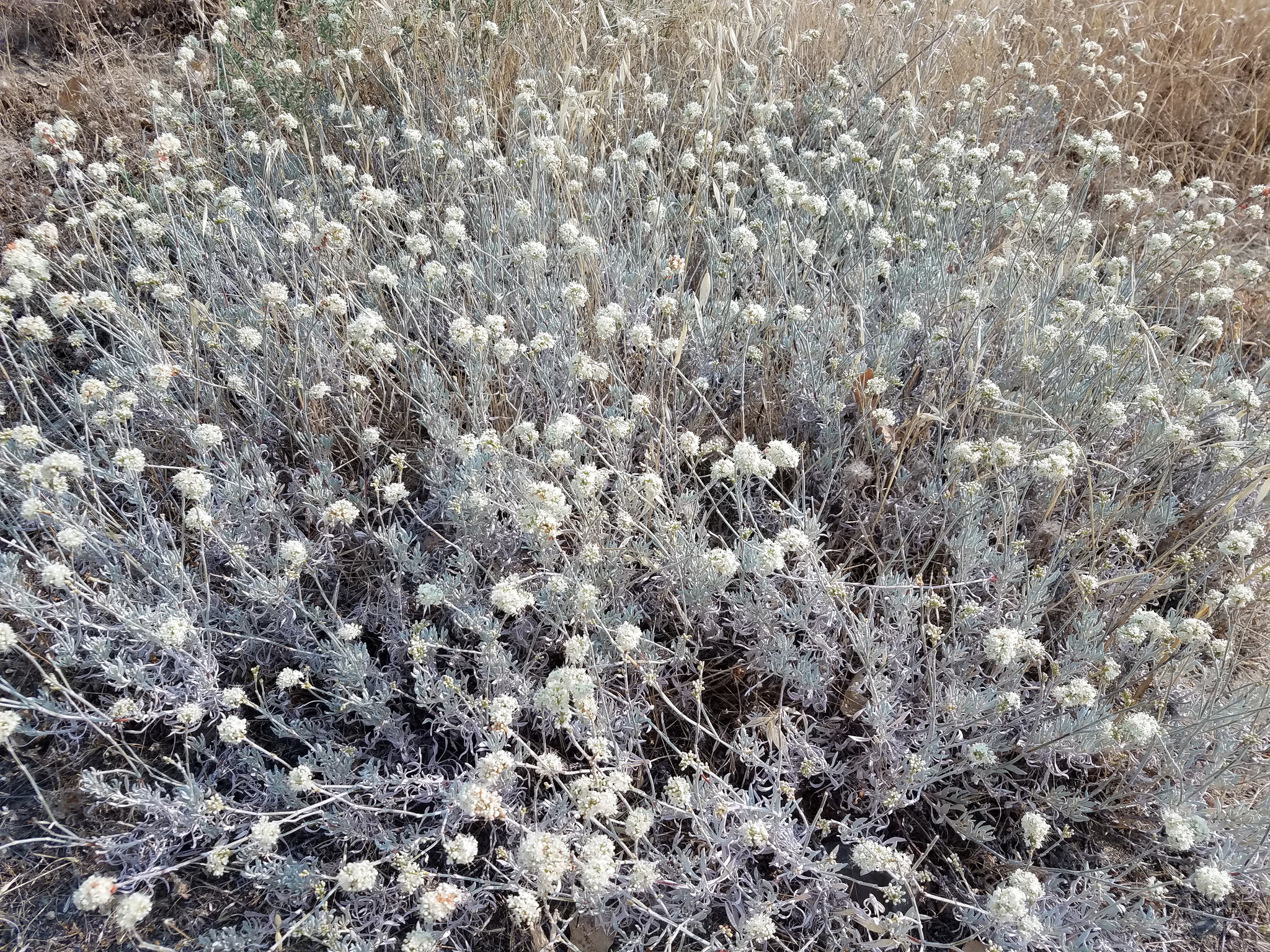 Eriogonum wrightii var. trachygonum