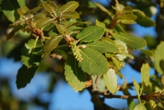Quercus wislizeni frutescens