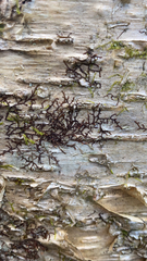 Frullania eboracensis