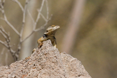 Sceloporus poinsettii