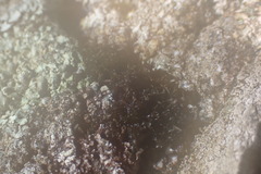 Scytinium lichenoides