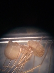 Spermophora senoculata