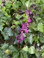 Dipogon lignosus