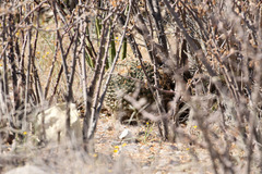 Mammillaria grusonii