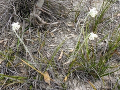 Pimelea octophylla