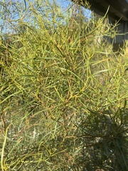 Acacia floribunda