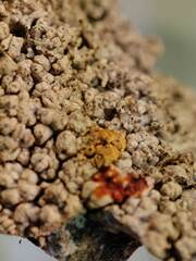 Pertusaria corallina