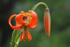 Lilium pomponium
