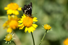 Chlosyne lacinia crocale