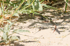 Aspidoscelis gularis