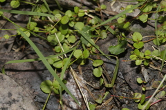 Gonocarpus micranthus