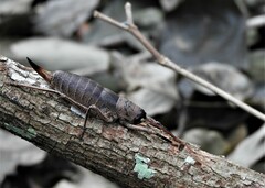 Nesoecia