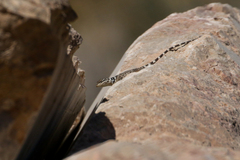 Sceloporus poinsettii