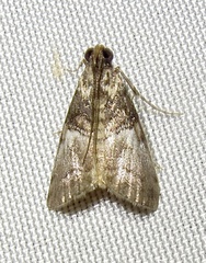 Pococera robustella