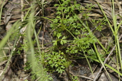 Xanthosia dissecta