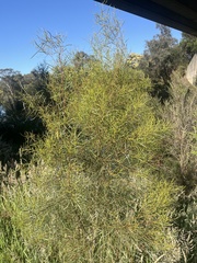Acacia floribunda