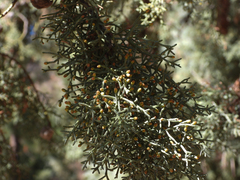 Cupressus glabra