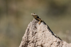Sceloporus poinsettii
