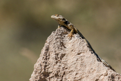Sceloporus poinsettii