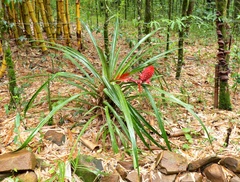 Ananas comosus bracteatus