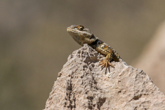 Sceloporus poinsettii