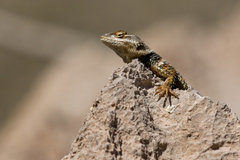 Sceloporus poinsettii