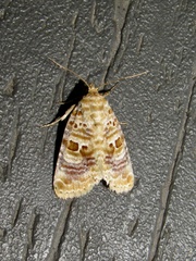 Diastema tigris
