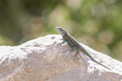 Sceloporus jarrovii