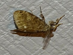 Dasychira obliquata
